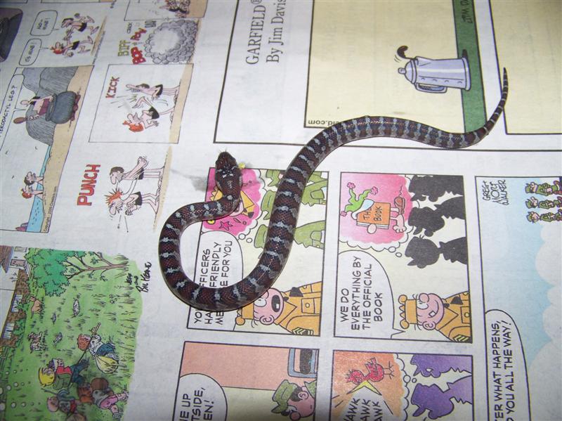 Mex-mex (2009 hatchling)