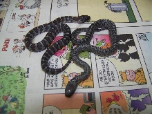 Mex-mex (2009 hatchlings)