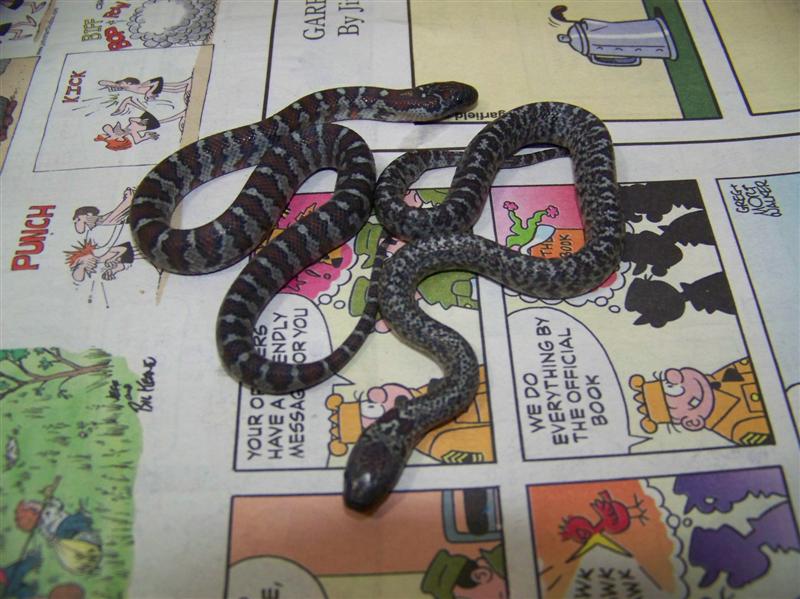 Mex-mex (2009 hatchlings)