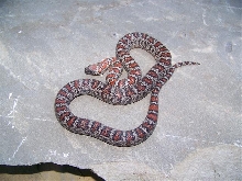 Mex-Mex Male