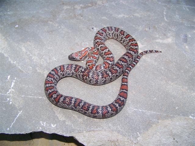 Mex-Mex Male