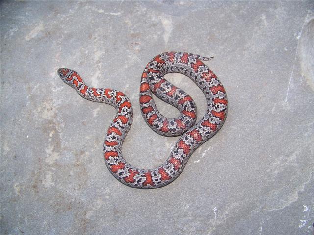 Mex-Mex Female