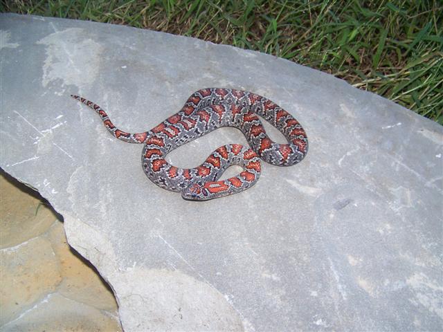 Mex-mex Female