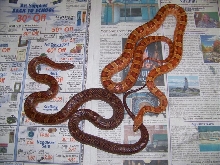 Okeechobee Pair