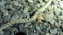 Hypsiglena feeding a Solifugid