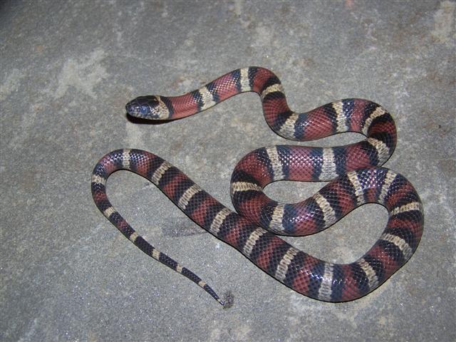 Female Thayeri