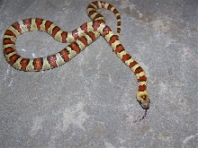 Thayeri Male