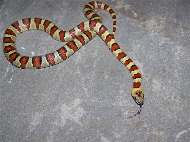 Thayeri Male