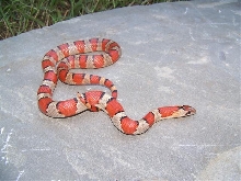 Thayeri Female