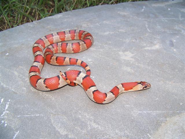 Thayeri Female