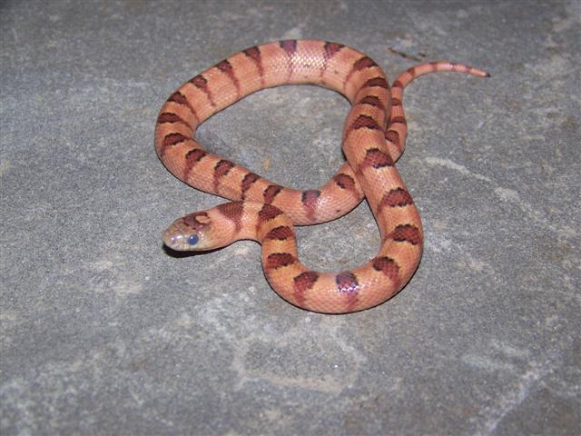 Female Thayeri