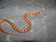 Thayeri Male