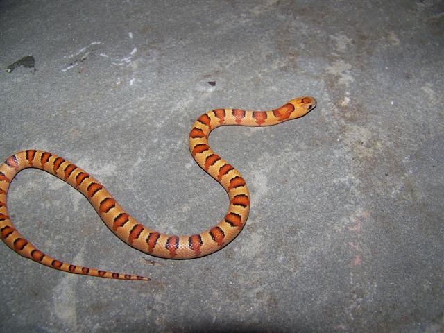 Thayeri Male