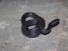 Female Thayeri