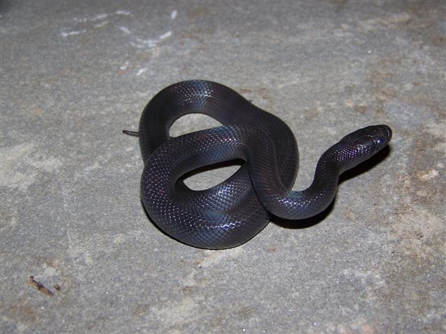 Female Thayeri