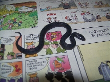 Thayeri (2009 Melanistic-2)