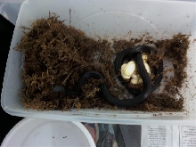 Melanistic Thayeri and eggs
