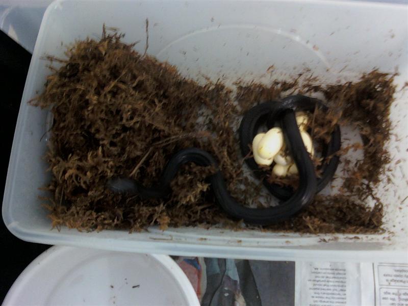 Melanistic Thayeri and eggs