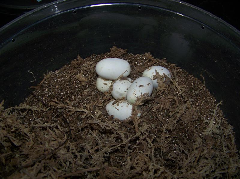 Thayeri (2009 Melanistic eggs)