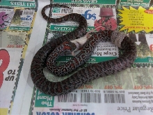 multi-tasking Mex-mex (granite male)