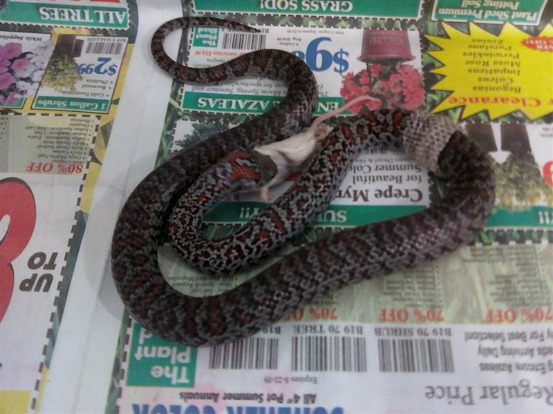 multi-tasking Mex-mex (granite male)
