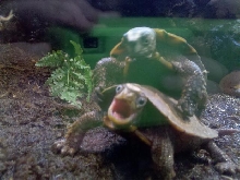 at the MOLA
