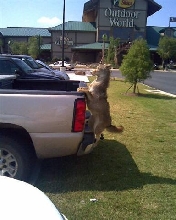 Tailgate Dog