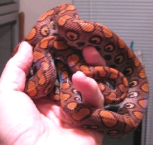 2008 Female BRB 47F