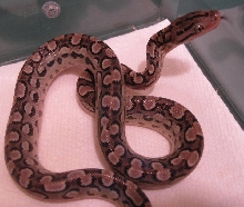 Aberrant Argentinian Rainbow Boa