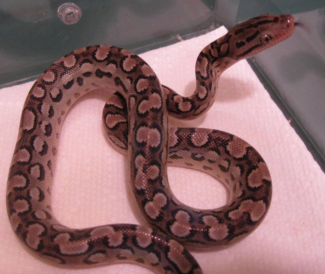 Aberrant Argentinian Rainbow Boa