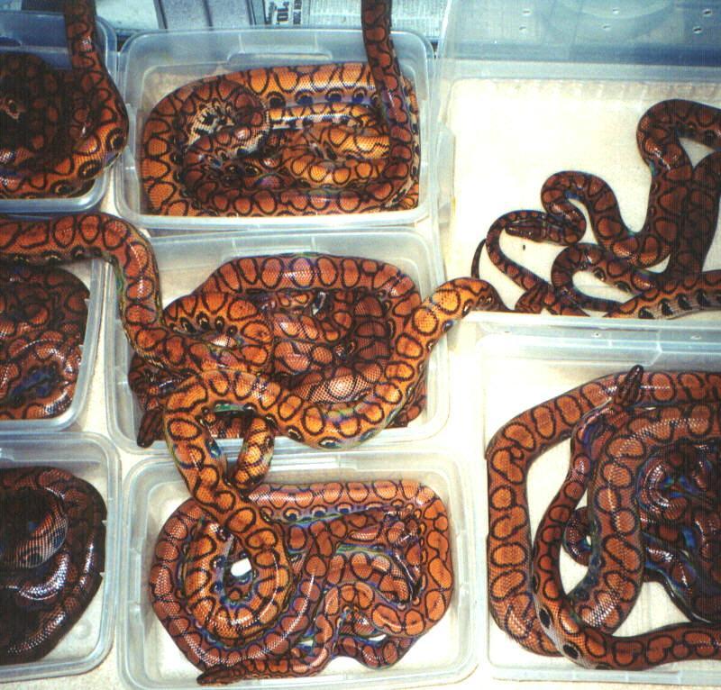 Breeder BRBs