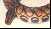 Young Adult peruvian Rainbow Boa