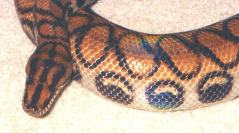 Young Adult peruvian Rainbow Boa