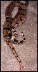 Longterm imported WC Surinam Redtail Boas