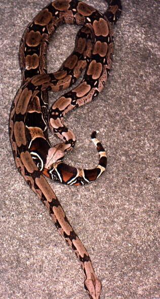 Longterm imported WC Surinam Redtail Boas