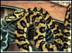 Jungle Carpet Python