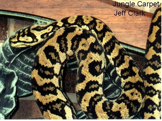 Jungle Carpet Python