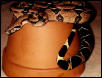Surinam Redtail Boa
