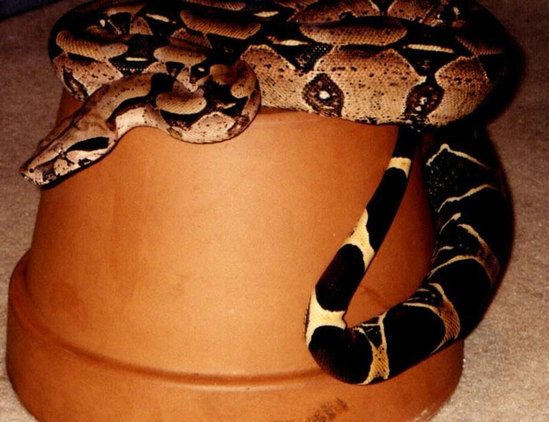 Surinam Redtail Boa