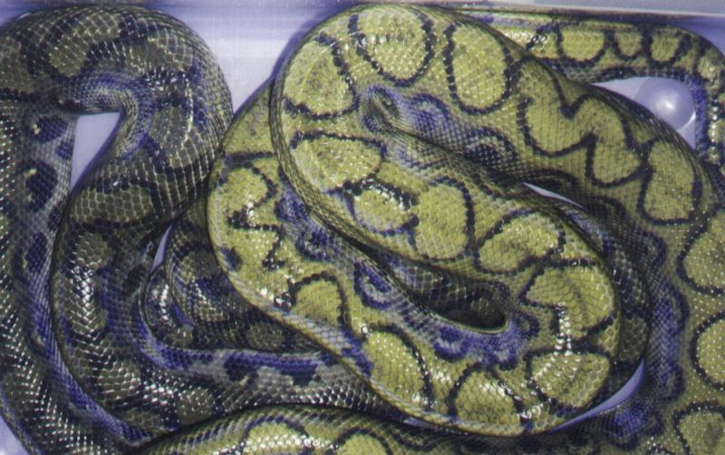 Light colored BRB