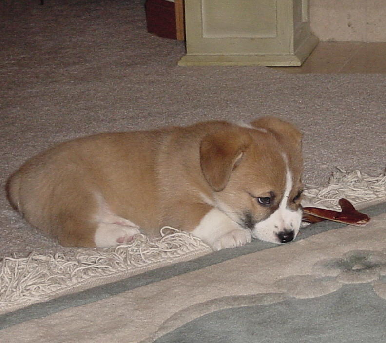 Shelbi is worn out!