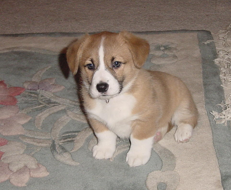 Shelbi Sitting Pretty