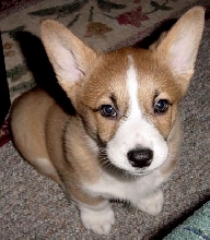 Shelby ears up 1
