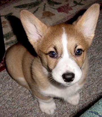 Shelby ears up 1