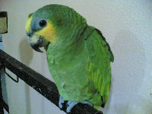 my amazon. but dunno wat breed it is...