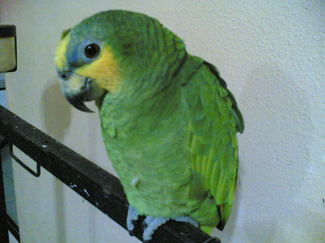my amazon. but dunno wat breed it is...