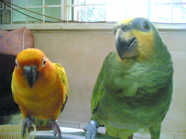 my first time i mix up my parrot together...