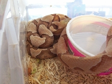 Southern Copperheads, TX and NC