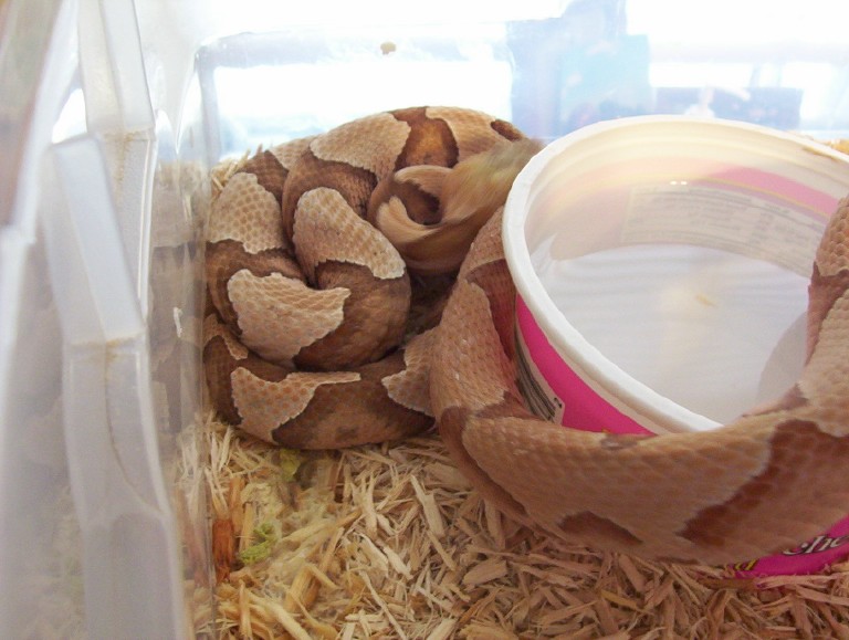 Southern Copperheads, TX and NC