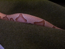 Hypomelanism in Southern copperhead?